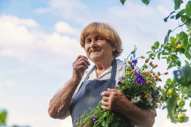 Çayırda şifalı otları olan bir kadın. Seçici odaklanma. Doğa.