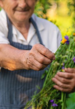 Çayırda şifalı otları olan bir kadın. Seçici odaklanma. Doğa.