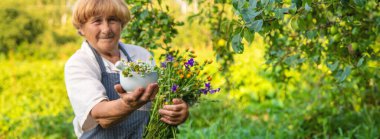 Çayırda şifalı otları olan bir kadın. Seçici odaklanma. Doğa.