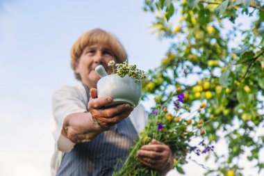 Çayırda şifalı otları olan bir kadın. Seçici odaklanma. Doğa.