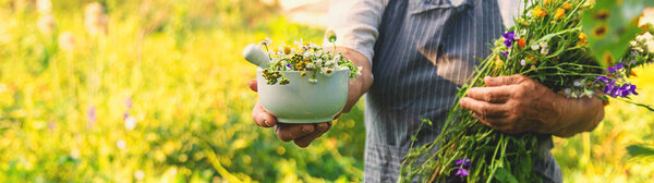 Woman with medicinal herbs in a meadow. Selective focus. nature.