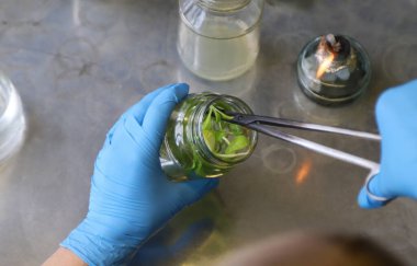 Bitkilerle dolu laboratuvar kavanozları. Seçici odaklanma. İnsanlar.