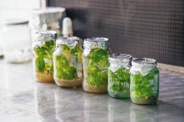 Bitkilerle dolu laboratuvar kavanozları. Seçici odaklanma. Doğa.