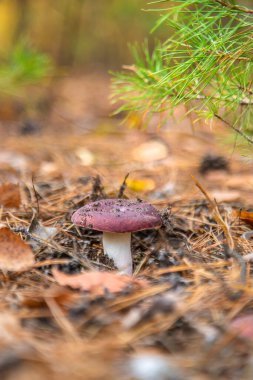 Russula grow in the forest. Selective focus. nature. clipart