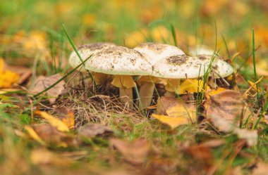 Bad mushrooms in the forest. Selective focus. nature. clipart