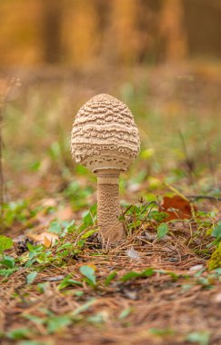 Ormanda şemsiye mantarları. Seçici odaklanma. Doğa.