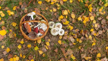Ormandaki kötü mantarlar. Seçici odaklanma. Doğa.