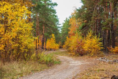 Ağaçta sonbahar yaprakları. Seçici odaklanma. Doğa.