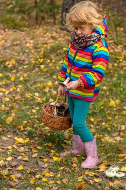 Ormanda bir sepet mantarlı çocuk. Seçici odaklanma. Doğa.