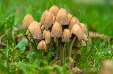 Bad mushrooms in the forest. Selective focus. nature. clipart