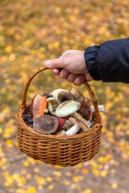 Elinde kötü mantarlar olan sepet. Seçici odaklanma. Doğa.