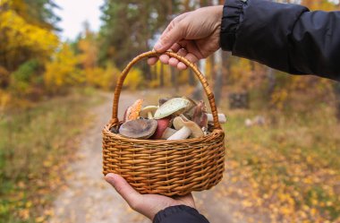 Elinde kötü mantarlar olan sepet. Seçici odaklanma. Doğa.