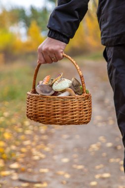 Elinde kötü mantarlar olan sepet. Seçici odaklanma. Doğa.