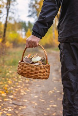 Elinde kötü mantarlar olan sepet. Seçici odaklanma. Doğa.