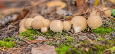 Ormanda Purhalka mantarları. Seçici odaklanma. Doğa.