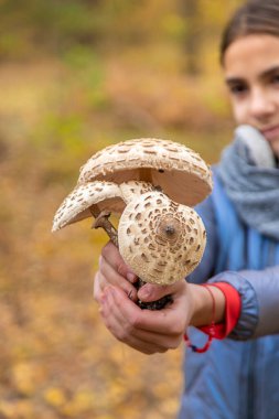 Mantar şemsiyeleri ellerinde. Seçici odaklanma. Doğa.