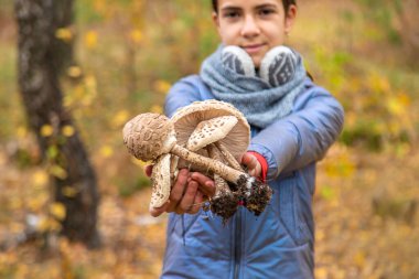 Mantar şemsiyeleri ellerinde. Seçici odaklanma. Doğa.