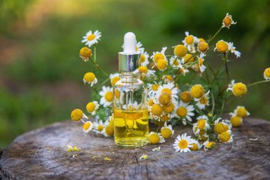 Bahçede papatya yağı var. Seçici odaklanma. Doğa.