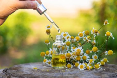 Bahçede papatya yağı var. Seçici odaklanma. Doğa.