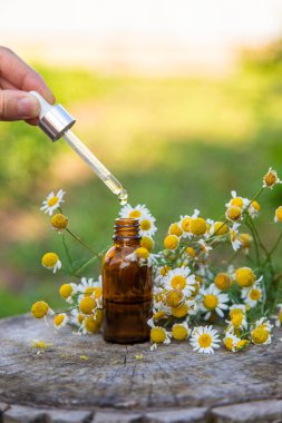 Bahçede papatya yağı var. Seçici odaklanma. Doğa.