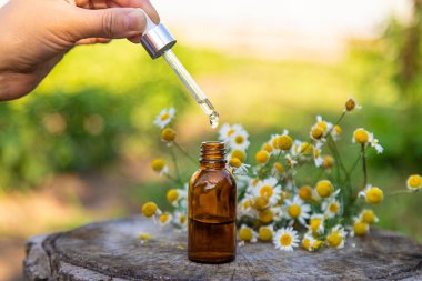 Bahçede papatya yağı var. Seçici odaklanma. Doğa.