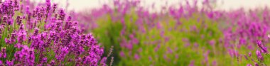 Lavender blooming in the field. Selective focus. Nature.