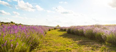 Lavanta tarlasında bir kız çocuğu. Seçici odaklanma. çocuk.