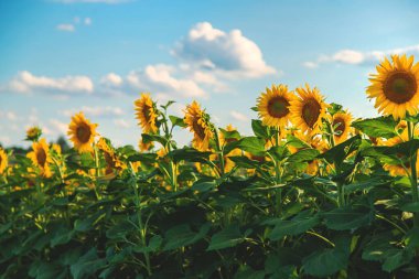 Sunflowers blooming in the field. Selective focus. Nature.