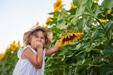 Ayçiçeği tarlasında bir çocuk. Seçici odaklanma. çocuk.