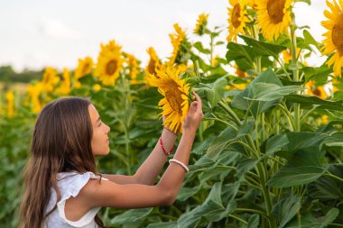 Ayçiçeği tarlasında bir çocuk. Seçici odaklanma. çocuk.