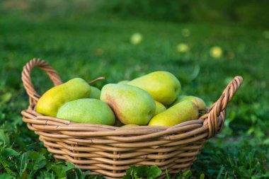 Bahçede armut hasadı. Seçici odaklanma. Doğa.