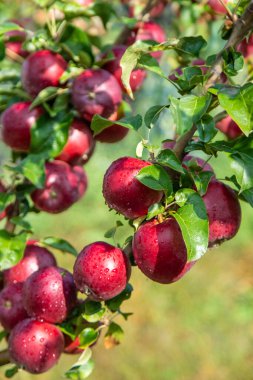 Bahçede elmalar kırmızı ağaçta. Seçici odaklanma. Doğa.