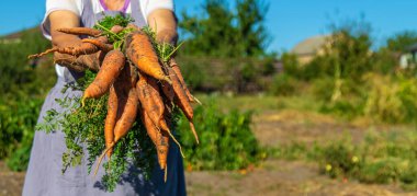 Bahçesinde havuç hasadı olan bir büyükanne. Seçici odaklanma. Doğa.