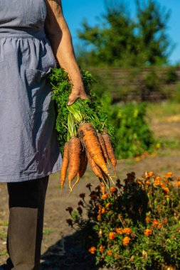 Bahçesinde havuç hasadı olan bir büyükanne. Seçici odaklanma. Doğa.