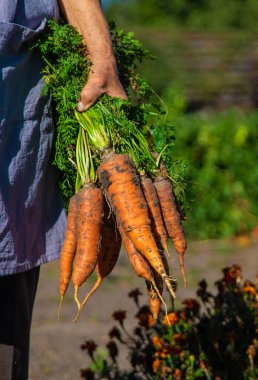 Bahçesinde havuç hasadı olan bir büyükanne. Seçici odaklanma. Doğa.
