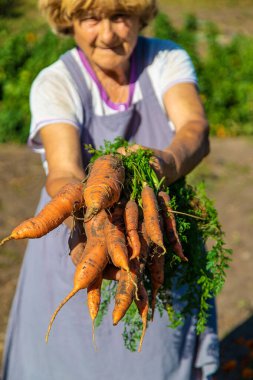 Bahçesinde havuç hasadı olan bir büyükanne. Seçici odaklanma. Doğa.