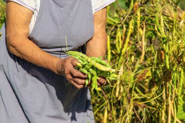 Bahçesinde fasulye hasadı olan bir büyükanne. Seçici odaklanma. Yiyecek..