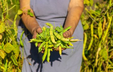 Bahçesinde fasulye hasadı olan bir büyükanne. Seçici odaklanma. Yiyecek..