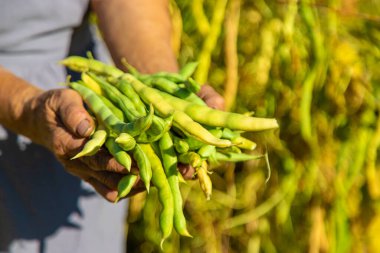 Bahçesinde fasulye hasadı olan bir büyükanne. Seçici odaklanma. Yiyecek..