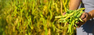 Bahçesinde fasulye hasadı olan bir büyükanne. Seçici odaklanma. Yiyecek..