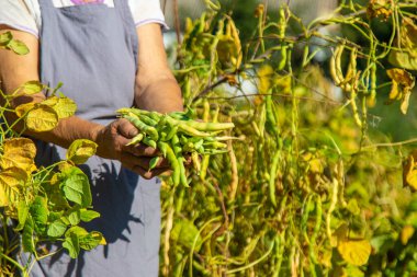 Bahçesinde fasulye hasadı olan bir büyükanne. Seçici odaklanma. Yiyecek..