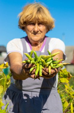 Bahçesinde fasulye hasadı olan bir büyükanne. Seçici odaklanma. Yiyecek..