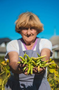 Bahçesinde fasulye hasadı olan bir büyükanne. Seçici odaklanma. Yiyecek..