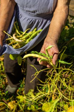 Bahçesinde fasulye hasadı olan bir büyükanne. Seçici odaklanma. Yiyecek..