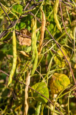 Bahçedeki fasulye hasadı. Seçici odaklanma. Doğa.