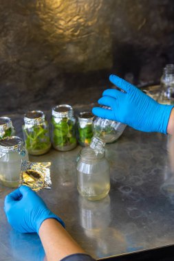 Bitkilerle dolu laboratuvar kavanozları. Seçici odaklanma. İnsanlar.