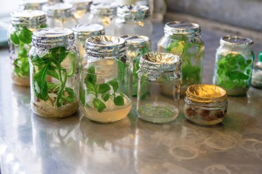 Bitkilerle dolu laboratuvar kavanozları. Seçici odaklanma. Doğa.