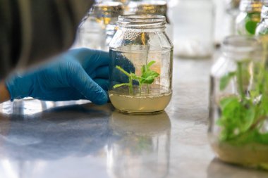 Bitkilerle dolu laboratuvar kavanozları. Seçici odaklanma. İnsanlar.