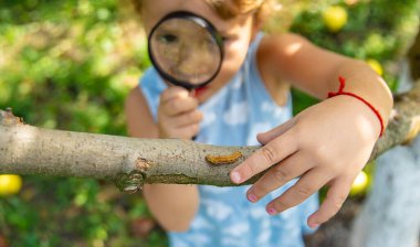 Bahçedeki tırtıla bakan bir çocuk. Seçici odaklanma. çocuk.