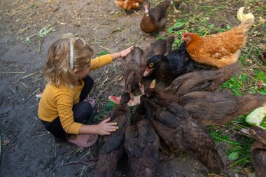 Ördekli ve tavuklu çocuk. Seçici odaklanma. Doğa.